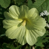 Sljez (slijez-ruža) naborani: fotografija, sorte, sadnja i njega